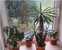 f393e162-pachypodium lamerei.JPG